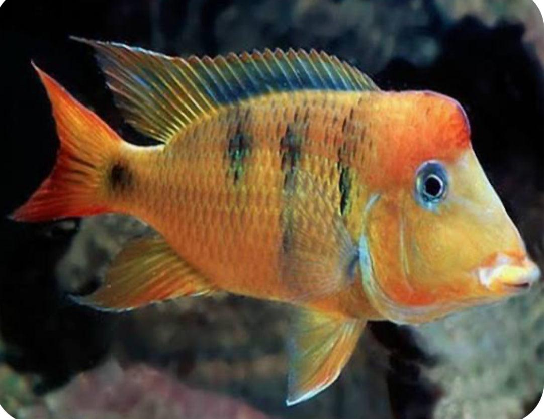 Yellow Hump Eartheater (Geophagus pellegrini) 3.5”-4”
