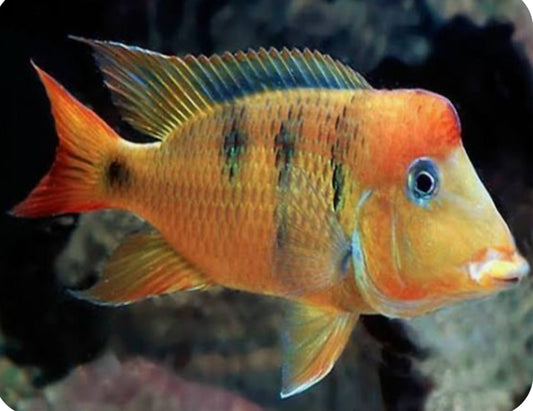 Yellow Hump Eartheater (Geophagus pellegrini) 3.5”-4”