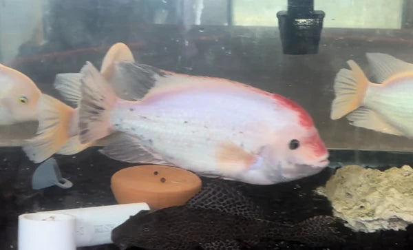 Fenestratus Cichlid (Vieja fenestrata) XXL ADULT