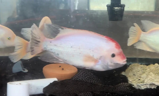 Fenestratus Cichlid (Vieja fenestrata) XXL ADULT