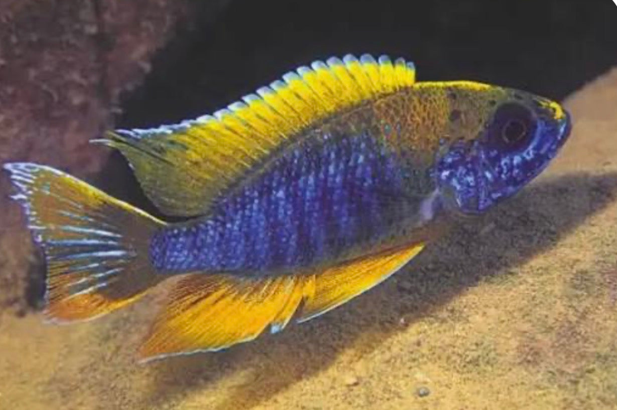 Aulonocara sp.Lwanda Peacock