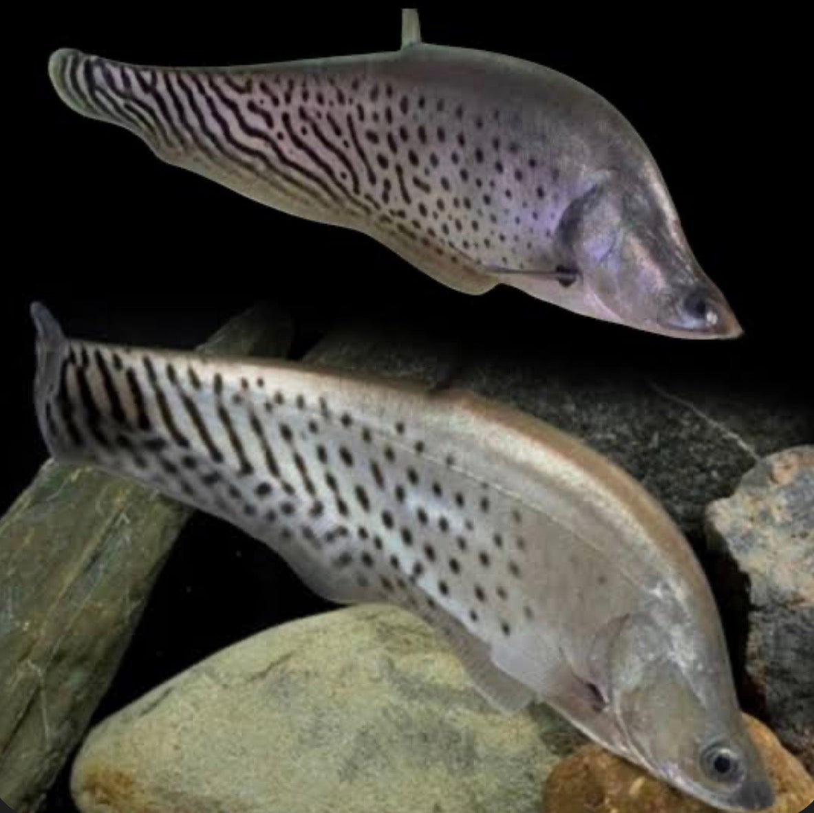 ROYAL CLOWN KNIFEFISH (CHITALA BLANCI)