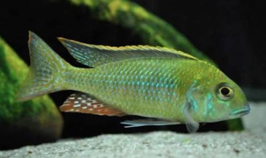 Tramitichromis intermedius