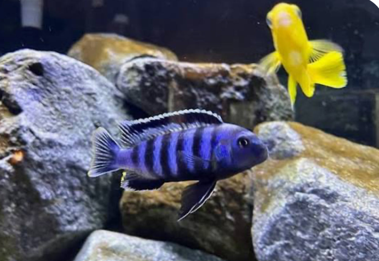 Chindongo saulosi Mbuna Juveniles