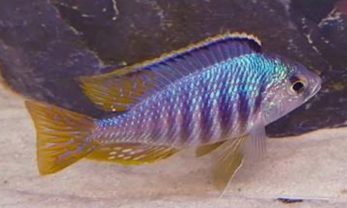 Placidochromis sp.
Jalo Reef Hap