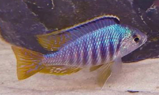 Placidochromis sp.
Jalo Reef Hap