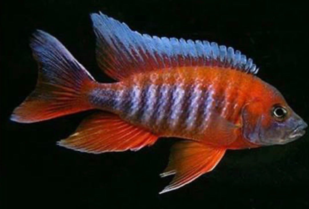 Eureka Red Jake Peacock