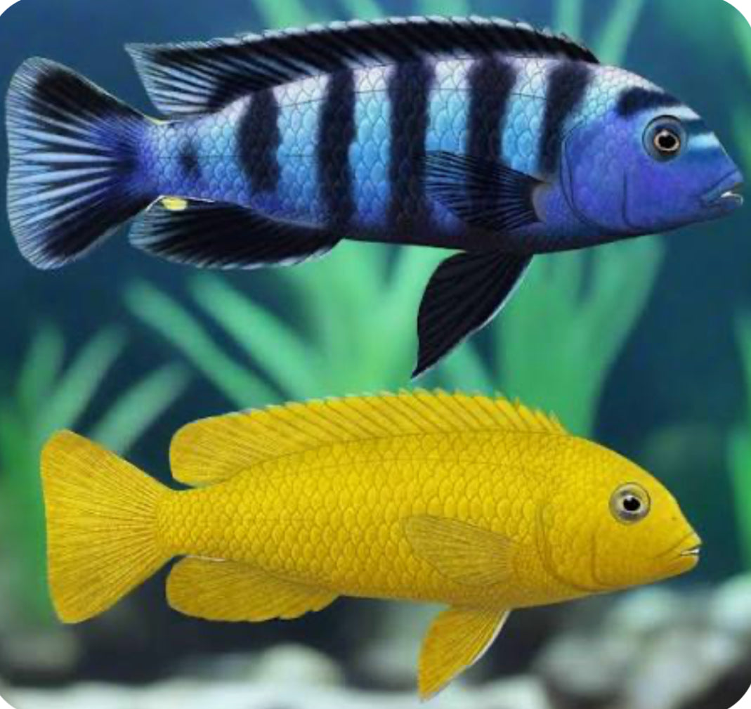 Chindongo saulosi Mbuna Juveniles