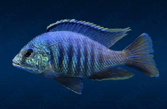 Placidochromis sp.
Jalo Reef Hap