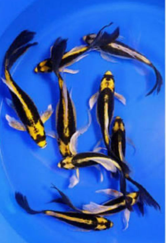 Mayan koi short body 6”-7”