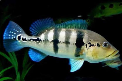 AZUL PEACOCK BASS (CICHLA PIQUITI)