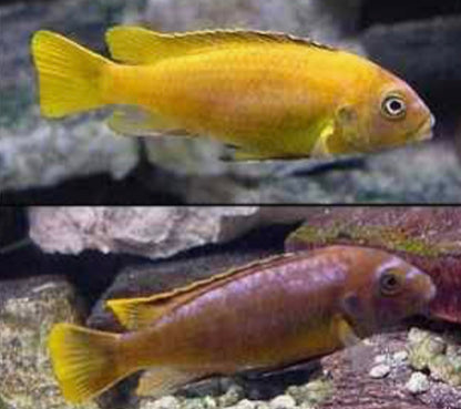 Metriaclima sp.
Msobo Magunga