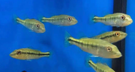 Intermedia Peacock Bass (Cichla intermedia)
