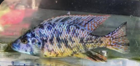 OB Malawi Eye Biter – Dimidiochromis Compressiceps