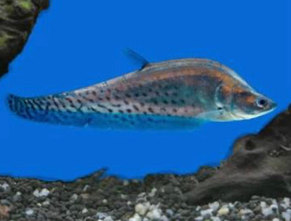 ROYAL CLOWN KNIFEFISH (CHITALA BLANCI)
