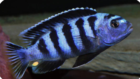 Chindongo saulosi Mbuna Juveniles