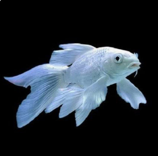 Short Body Platinum Butterfly Koi