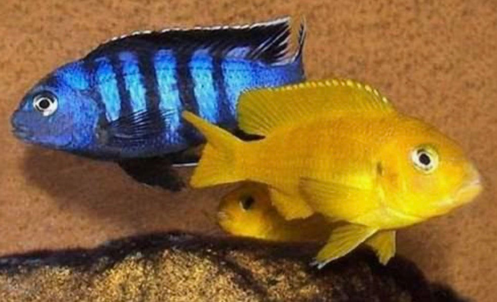 Metriaclima sp.
Msobo Magunga