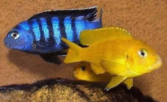 Metriaclima sp.
Msobo Magunga