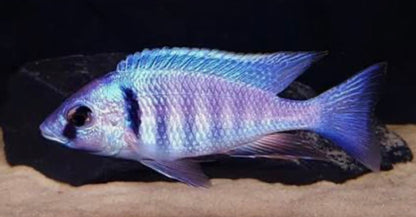 Placidochromis electra
Deep Water Hap