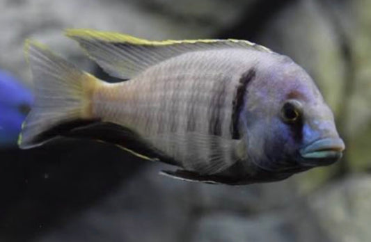 Placidochromis electra
Deep Water Hap