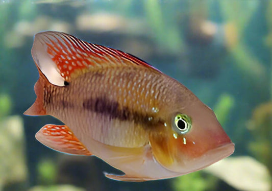 Geophagus sp. "Bahia Red"