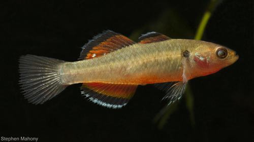Firetail Gudgeon Hypseleotris Galii