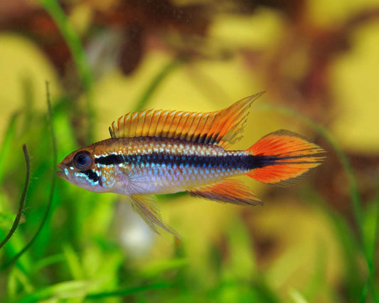 Apistogramma Agassizi Fire Red