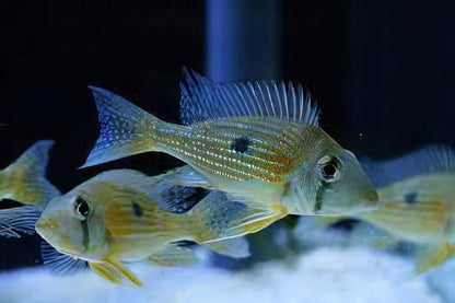 Geophagus taeniopareius (Striped Earth Eater) – Danaqua Live Fish & More