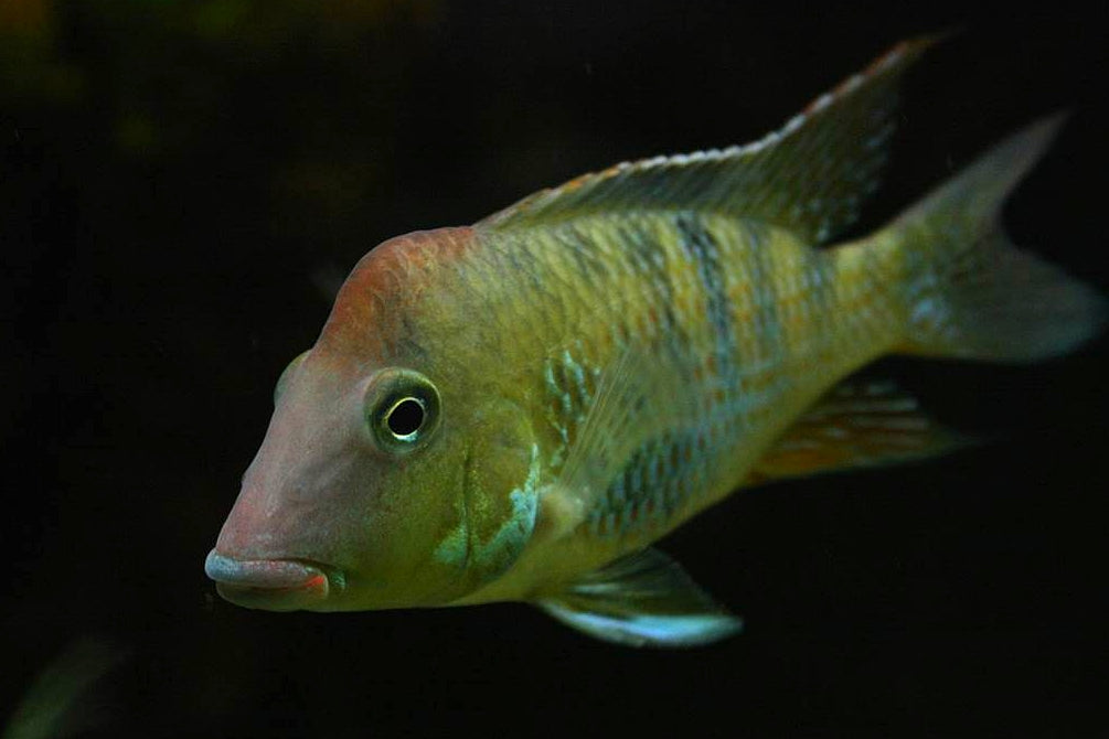 Geophagus steindachneri, or the Redhump Eartheater