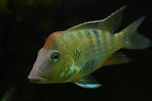 Geophagus steindachneri, or the Redhump Eartheater