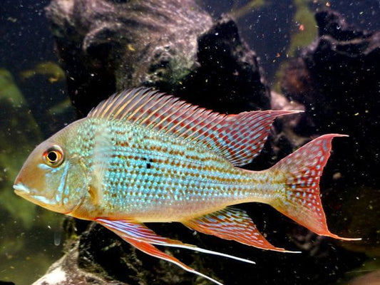 Geophagus surinamensis SAMLL/MEDIUM