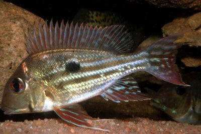 Geophagus altifrons from the Rio Negro