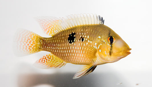 Geophagus brasiliensis MEDIUM