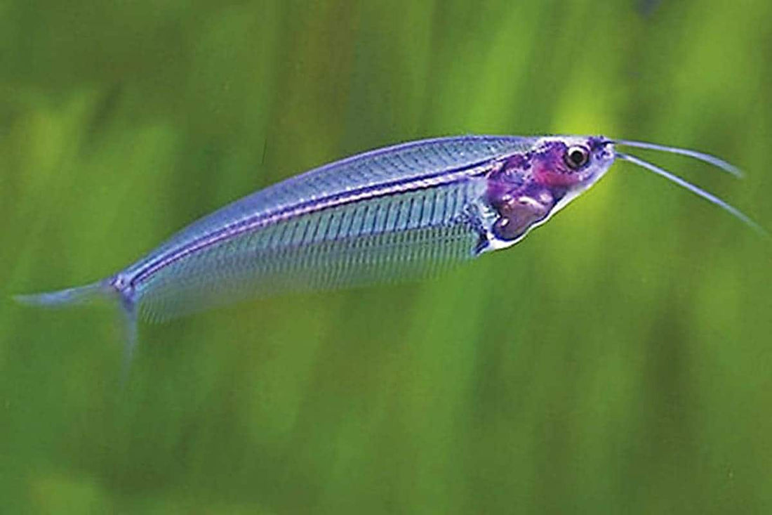 Glass catfish (Ghost Catfish or Phantom Catfish) – Danaqua Live Fish & More