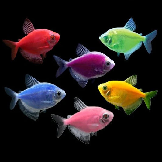 Glowlight Tetras