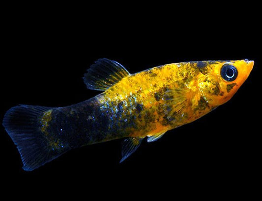 MOLLY Danaqua Live Fish More molly-danaqua-live-fish-more