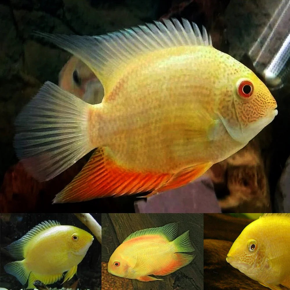 Gold Severum Cichlid - Heros sp.