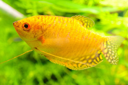 Gold Gourami