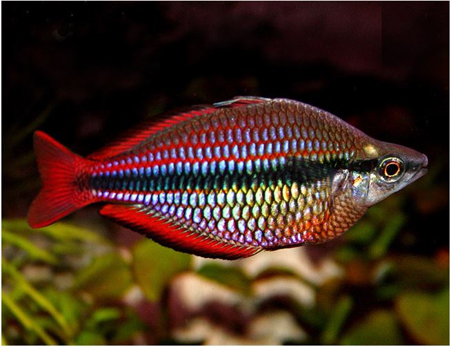 Goyder River rainbowfish (Melanotaenia trifasciata) (PAIR)