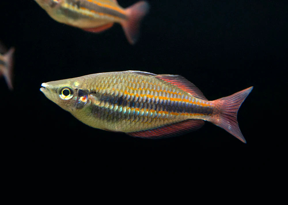 Goyder River rainbowfish (Melanotaenia trifasciata) (PAIR)