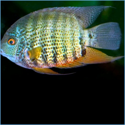 Green Severum (Heros efasciatus) SMALL/MEDIUM