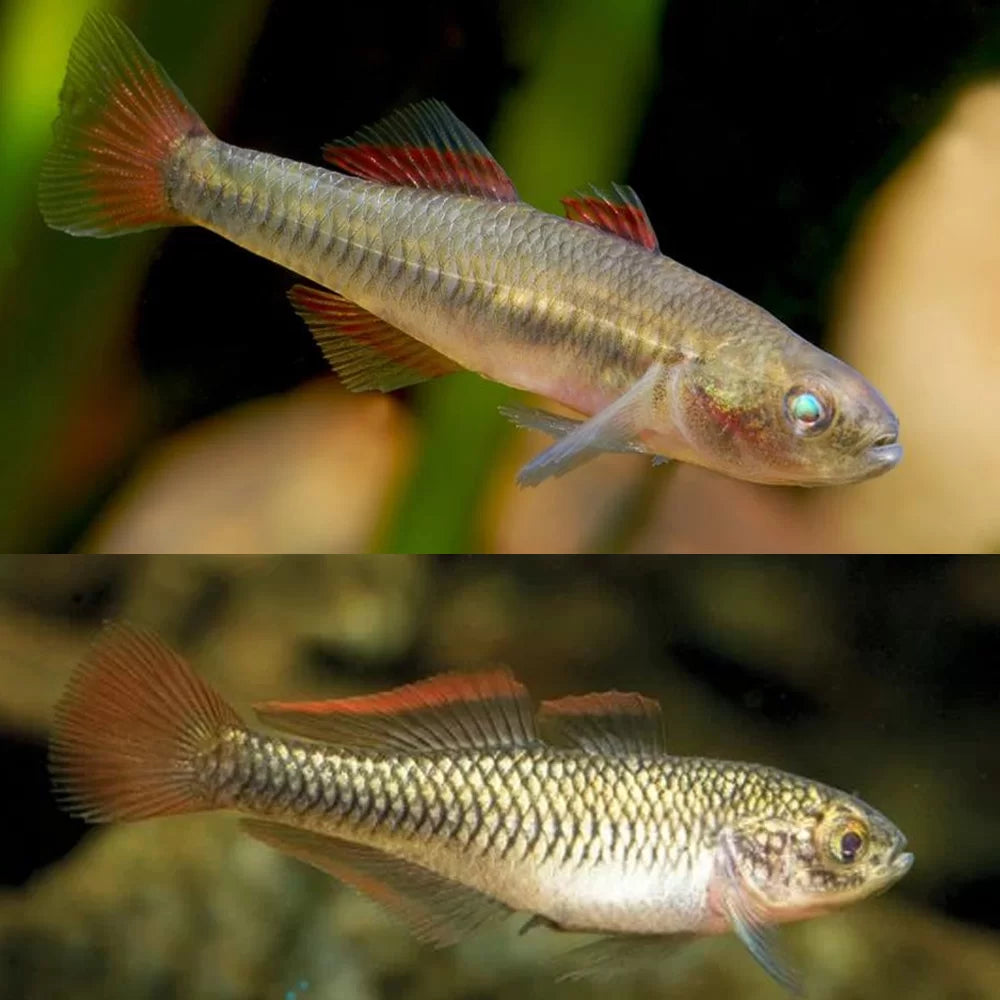 Firetail Gudgeon Hypseleotris Galii