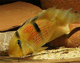 Guianacara sphenozona 'red spot' (Suriname Red Spot Cichlid)