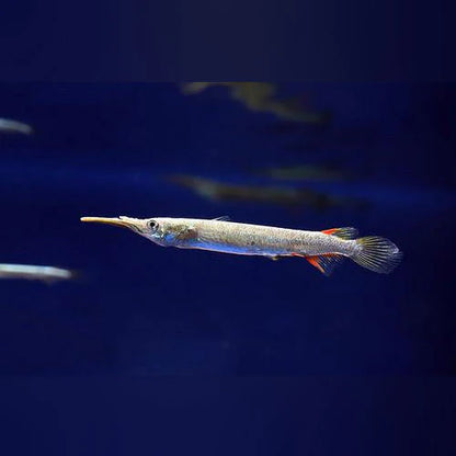 Halfbeak fish 1”-1.5”