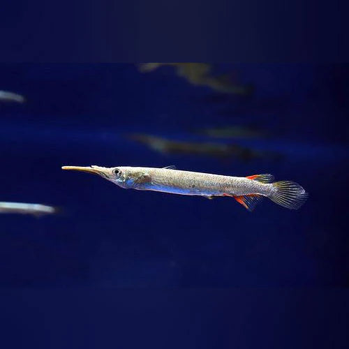 Halfbeak fish
