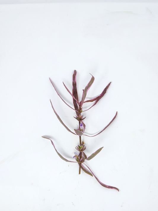 Hygrophila Araguaia 'Chai'