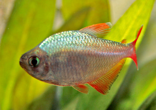 Colombian Tetra PACK OF 6
