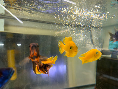 Safran Peacock Aulonocara sp. "Safran"