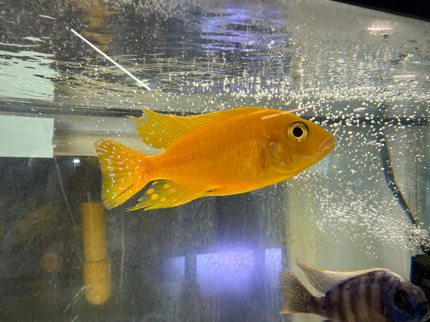 Safran Peacock Aulonocara sp. "Safran"